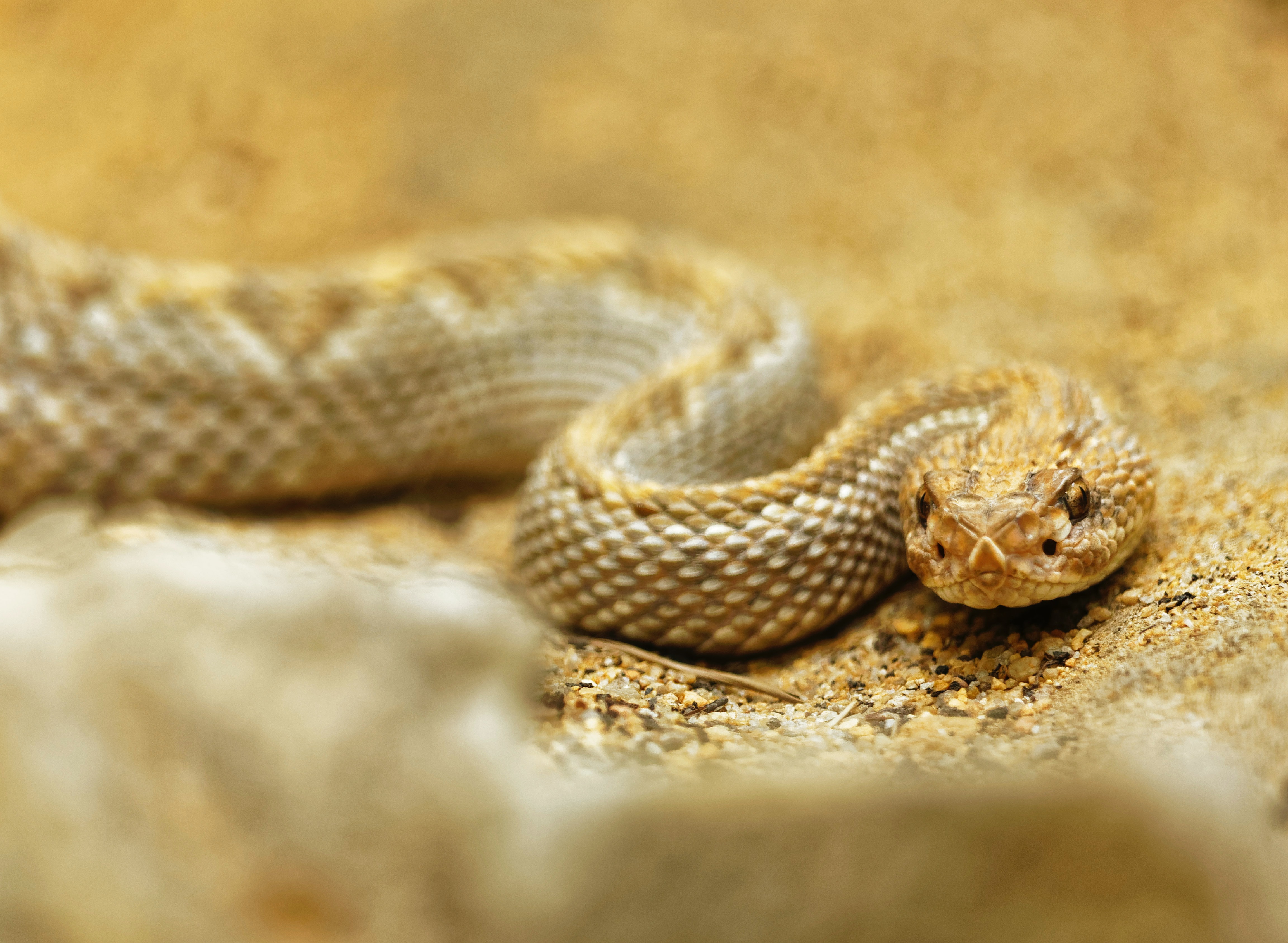 Biodiversity builds ecosystem resilience