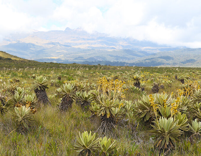 Colombia-iStock-1465510936-680x528