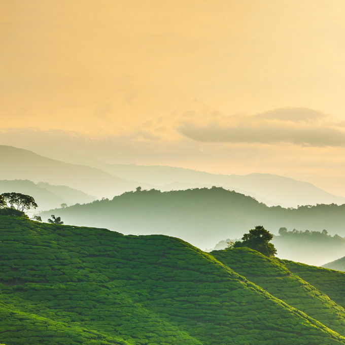 Misty morning at Cameron Highlands tea plantation overlooking layered hills