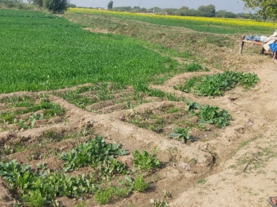 Sukkur - Kitchen gardens