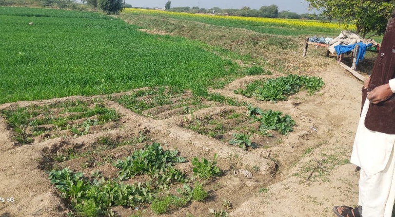 Sukkur - Kitchen gardens